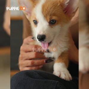 corgi-puppies-for-sale