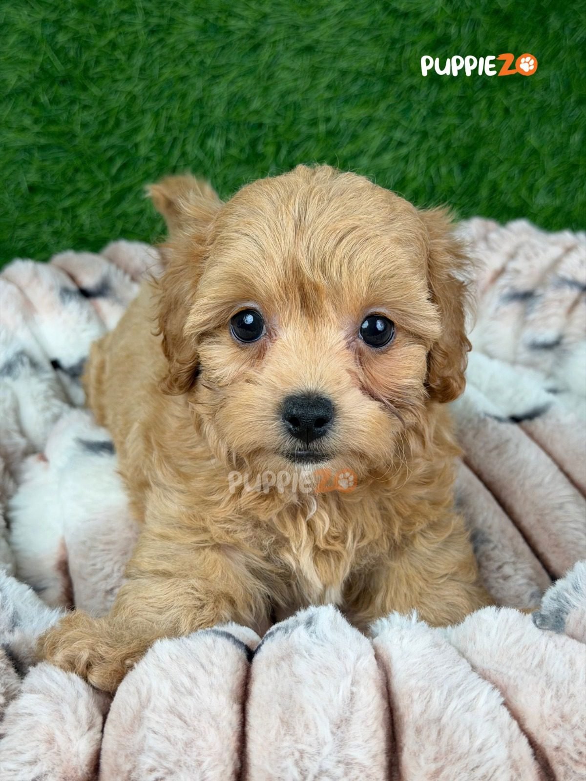 Moki